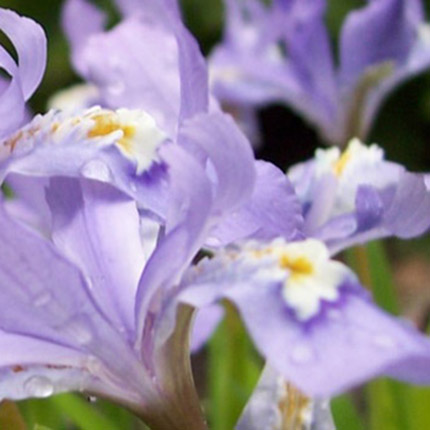 Iris-cristata-Karen-Asher-mobile Iris-cristata-Karen-Asher-mobile