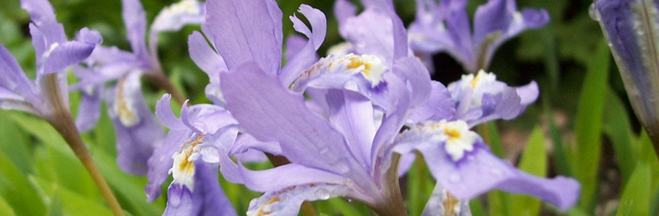 Iris-cristata-Karen-Asher