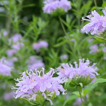 Monarda-fistulosa-wild-bee-balm-wild-bergamot_c-mobile