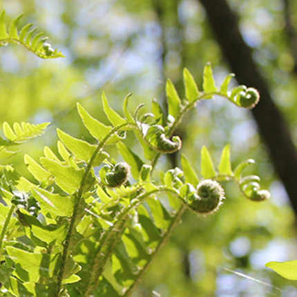 Polystichum-acrostichoides-Gardner-7-mobile