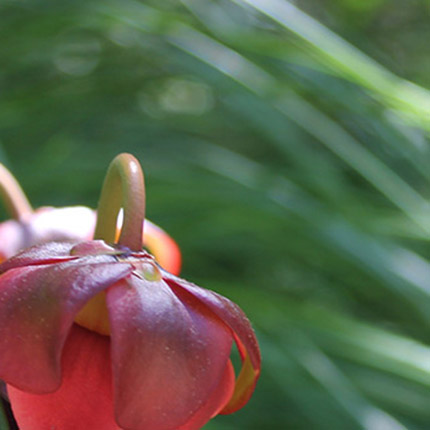 Sarracenia purpurea Gardner-mobile