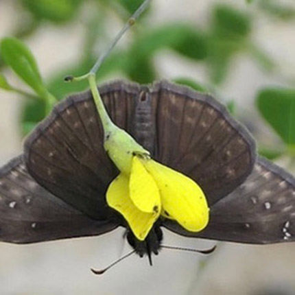 Wild-Indigo-Duskywing-butterfly-Erynnis-baptisiae-on-Baptisia-tinctoria-yellow-wild-indigo-mobile