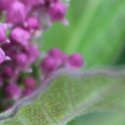 asclepius-incantata-for-web-grahans-mobile-size