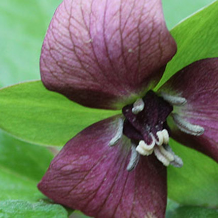 resized-trilliumweb-erectum-Gardner-mobile