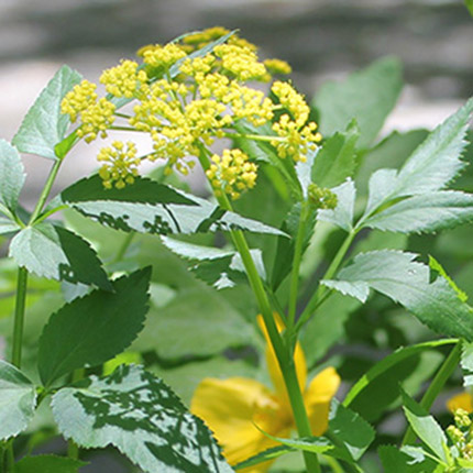 resized-zizia-aurea-gardner-Lacoutre-mobile