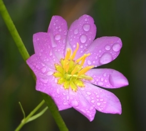 Sabatia kennedyana (Plymouth rose-gentian), South Kingstown, RI. State Endangered, photo DMcgrady