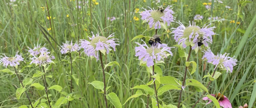 pictures of bees on monardia